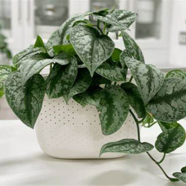 Scindapsus pictus (Satin Pothos)