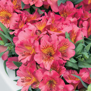 Alstromeria Elaine