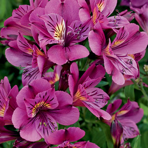 Alstromeria Louise