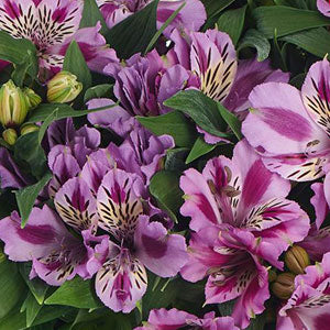 Alstromeria Mulan