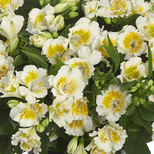 Alstromeria Yentyl