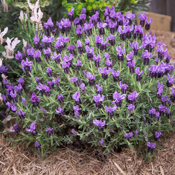 Lavender ‘Purpleberry Ruffles'