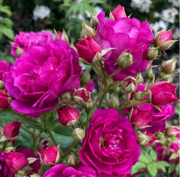 Patio Climbing Rose Purple Siluetta