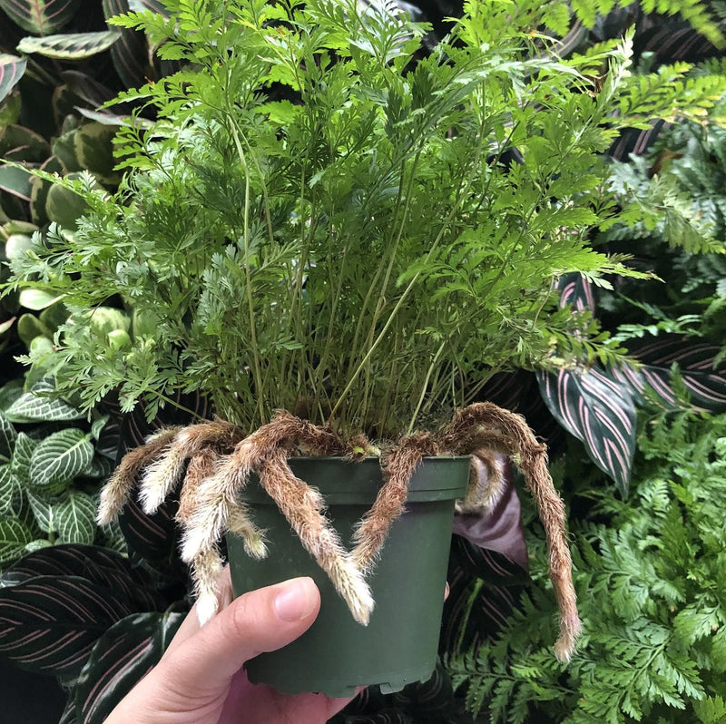 Davallia fejeensis (Rabbits Foot Fern)