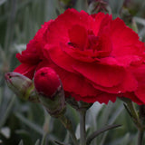 Dianthus | Rebekah