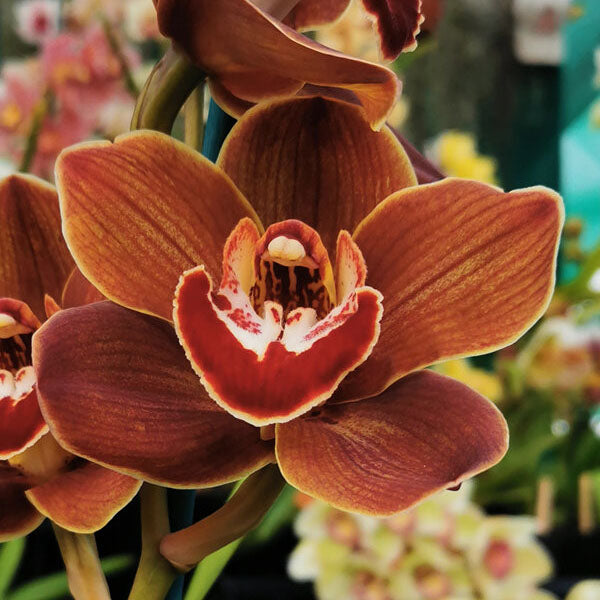 Cymbidium Orchid 'Maori Warrior'