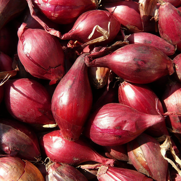 Shallots French Red 4 Pack