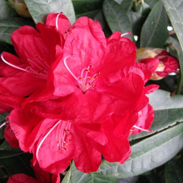 Rhododendron Bibiani