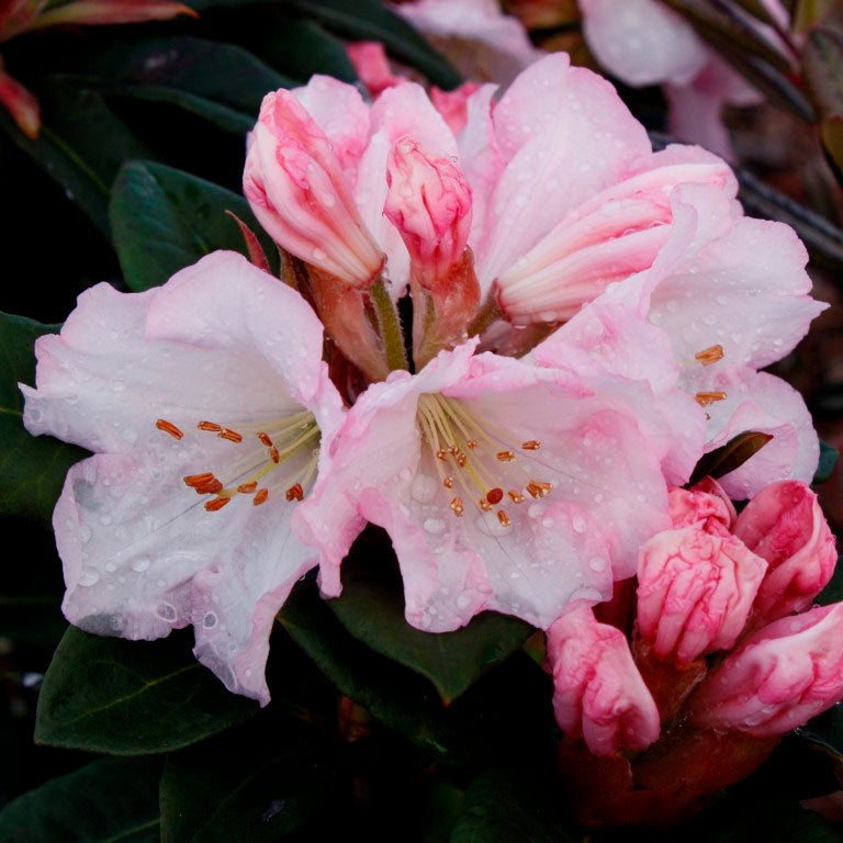 Rhododendron Bronze Wings
