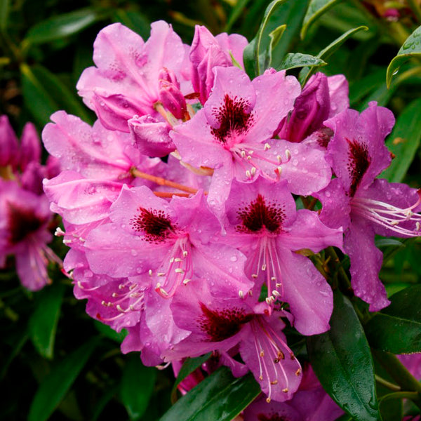 Rhododendron Bumble Bee