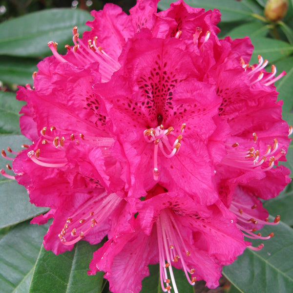 Rhododendron Elegans