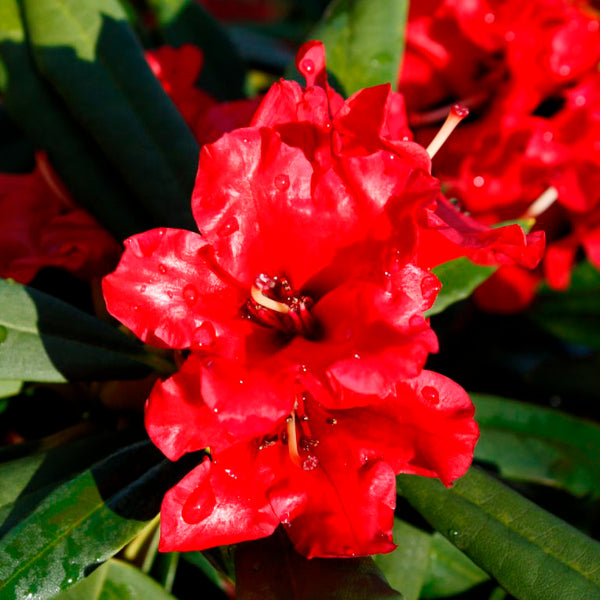 Rhododendron Fireman Jeff