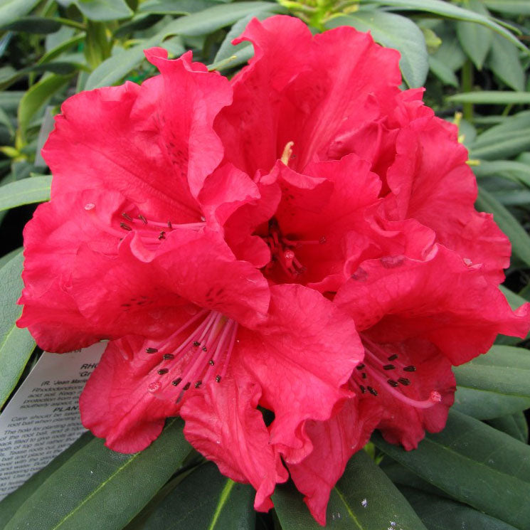 Rhododendron Grace Seabrook