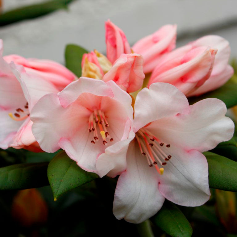 Rhododendron Grumpy