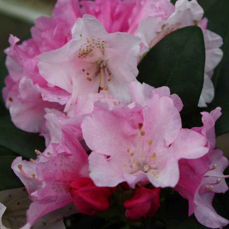 Rhododendron Kalinka