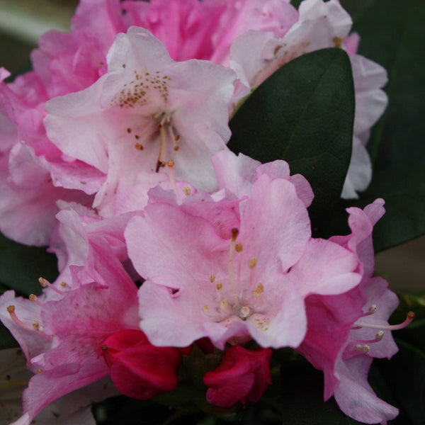 Rhododendron Kalinka