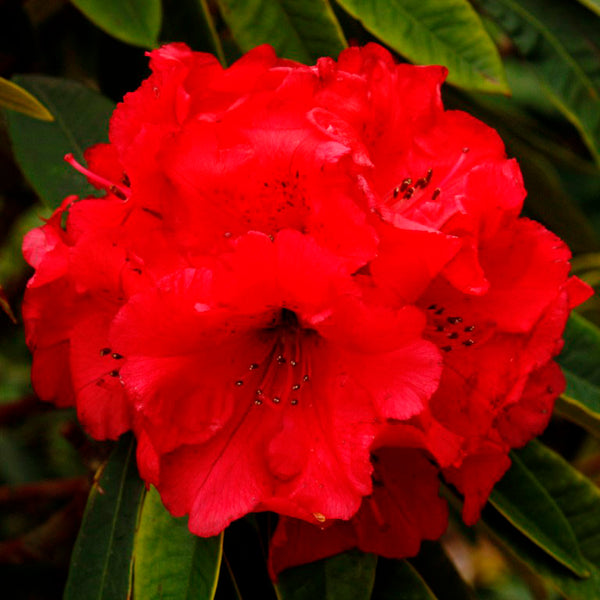 Rhododendron Kaponga
