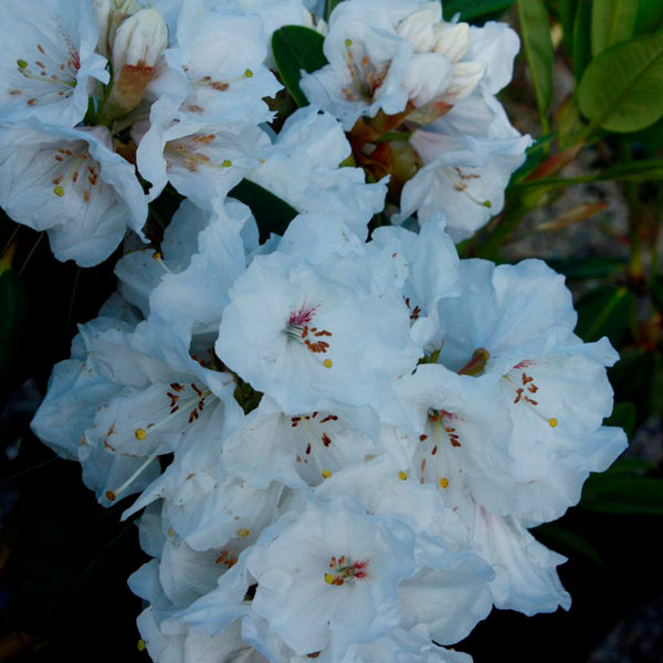Rhododendron Mt Everest