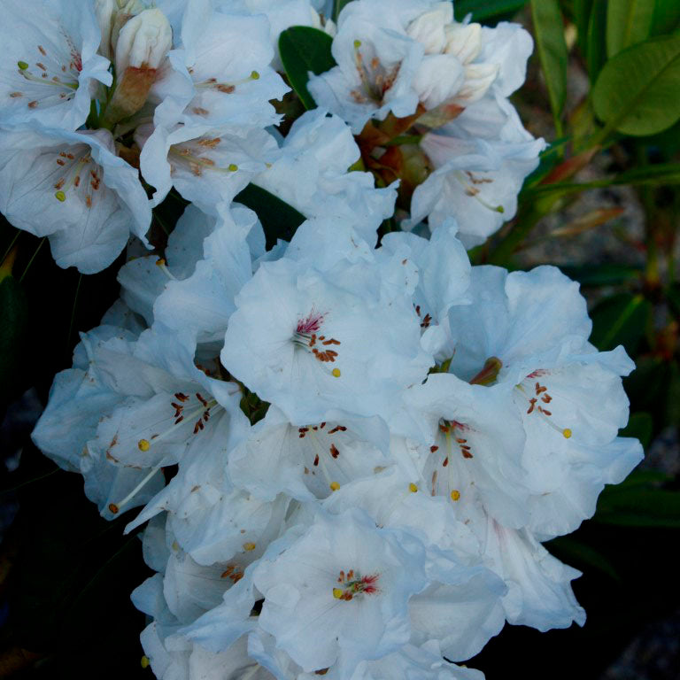 Rhododendron Mt Everest