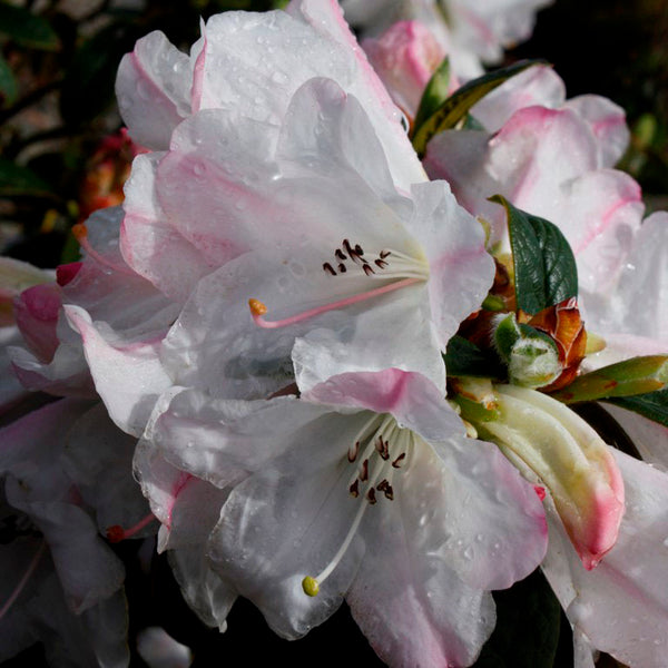 Rhododendron Princess Alice