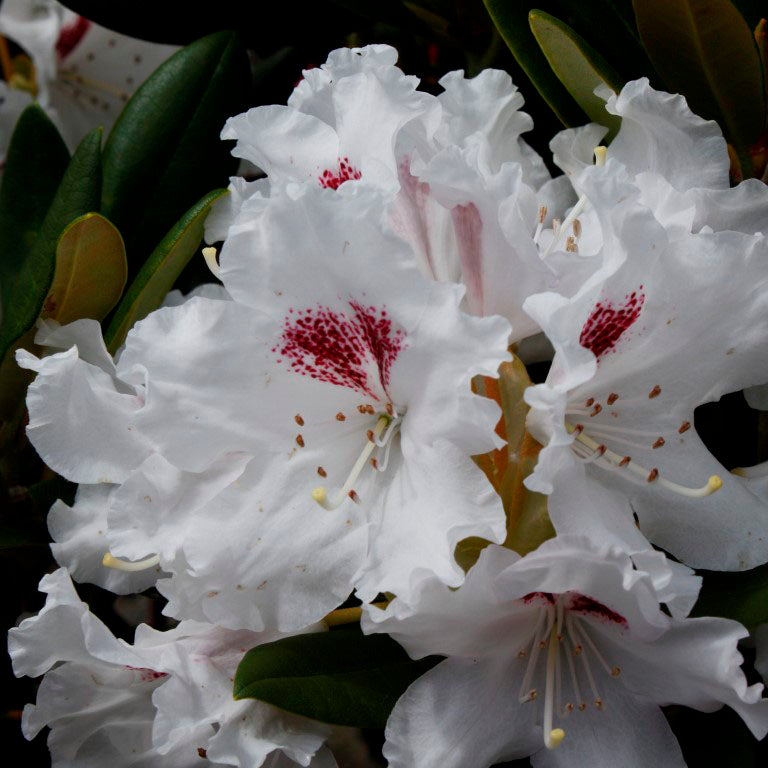 Rhododendron Tiana