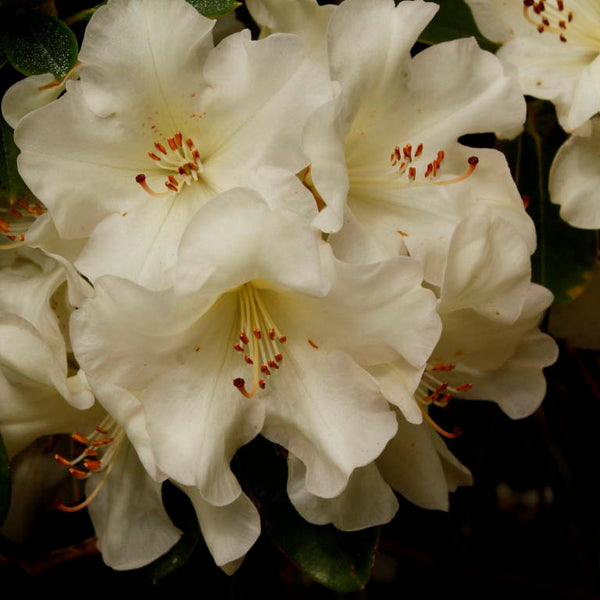 Rhododendron Unique
