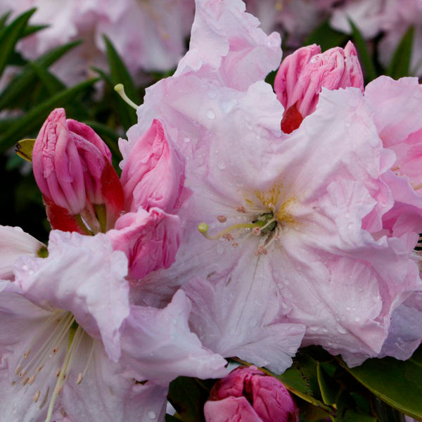 Rhododendron Van Dec