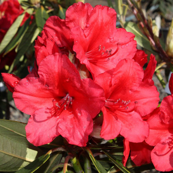 Rhododendron Vulcans Flame