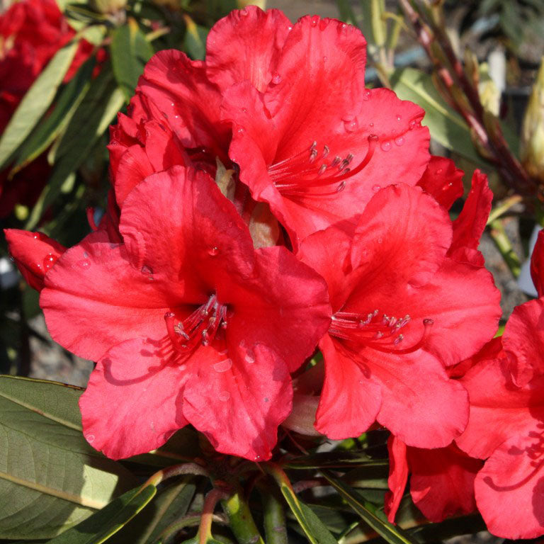 Rhododendron Vulcans Flame