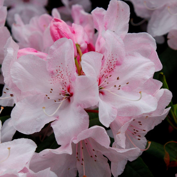 Rhododendron White Pearl