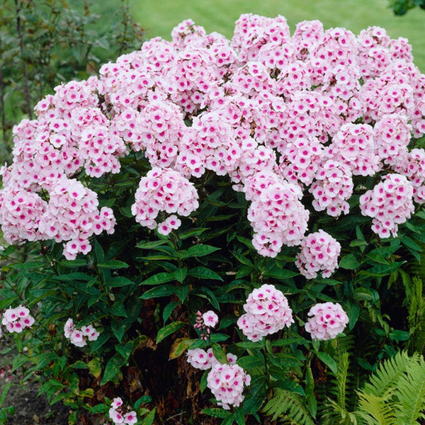 Phlox paniculata Bright Eyes