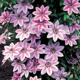 CLEMATIS | NELLY MOSER