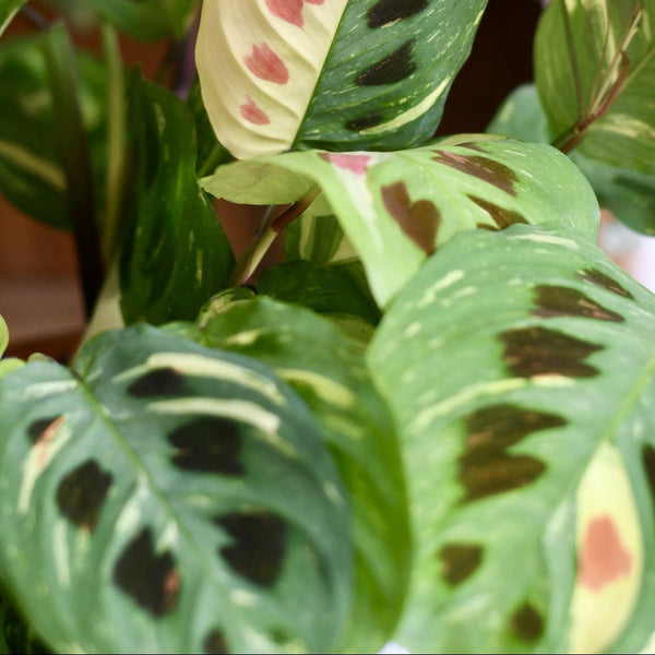 Maranta Leuconeura Variegated
