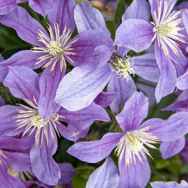 CLEMATIS 'ARABELLA'