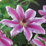 CLEMATIS | NELLY MOSER