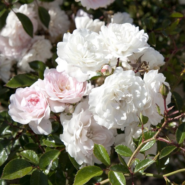 Rose Seafoam