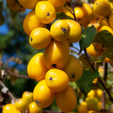 Malus | Autumn Gold