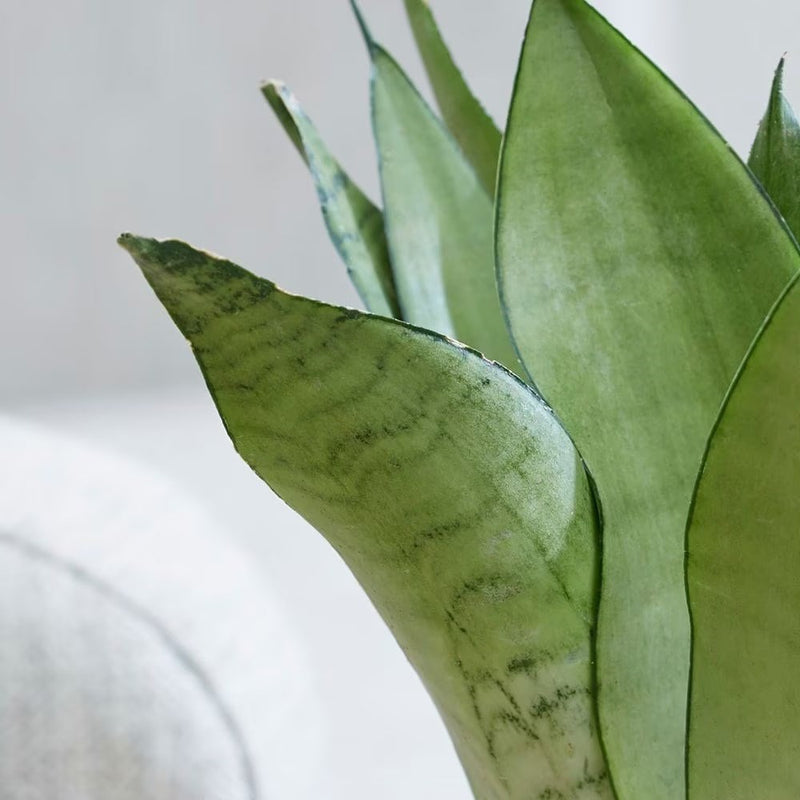sansevieria nz Sansevieria Moonshine – Terra Viva Home and Garden