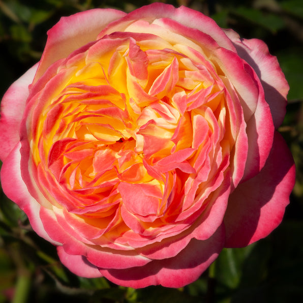 Rose Piece of Cake