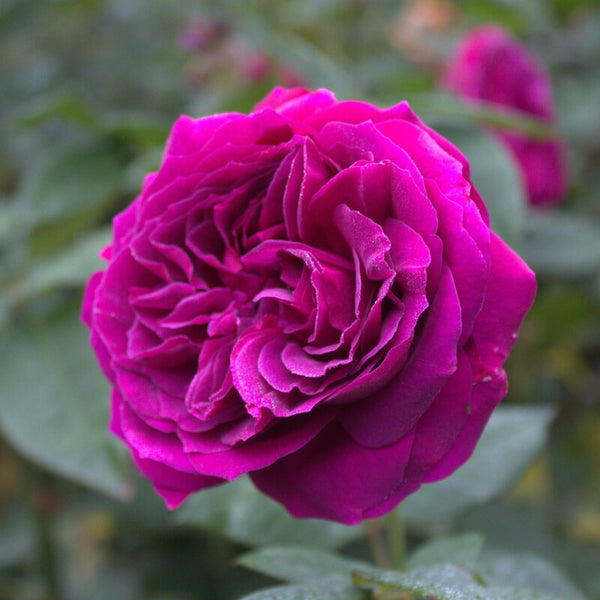 Rose Purplelicious