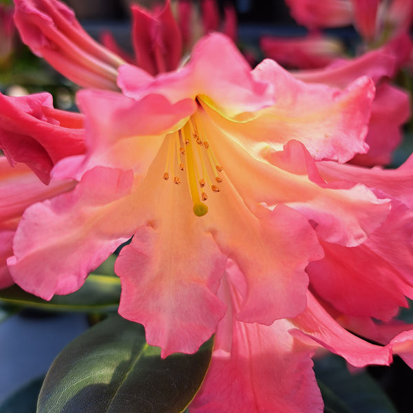 Rhododendron Ohh Gina