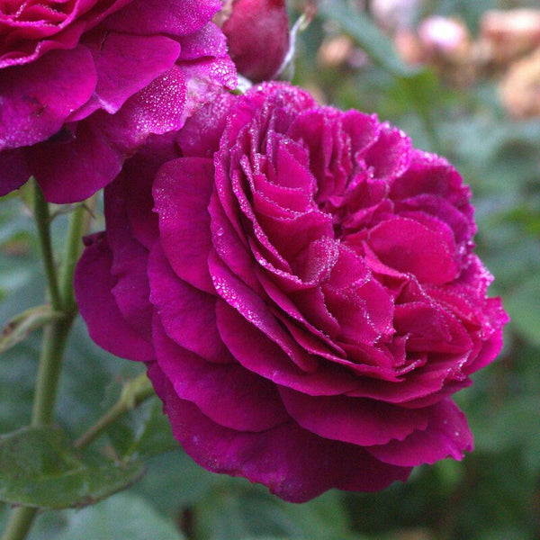 Rose Purplelicious