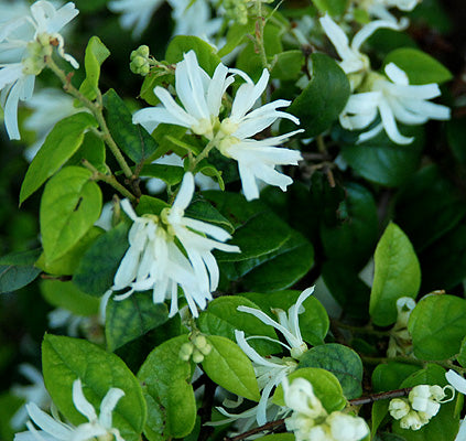 Lorapetalum Chinese