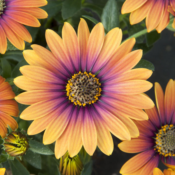 Osteospermum | Purple Sun