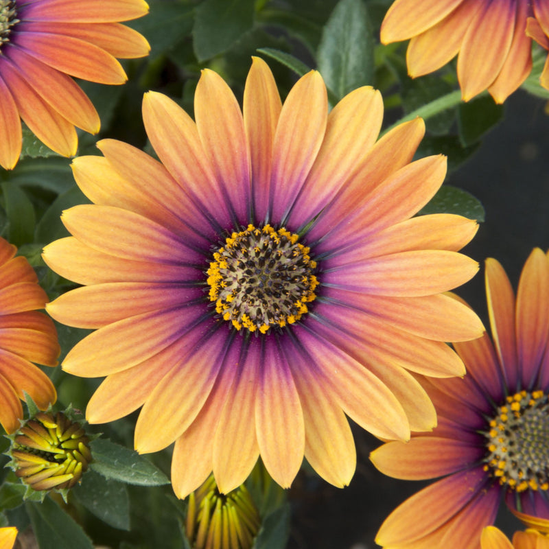 Osteospermum | Purple Sun