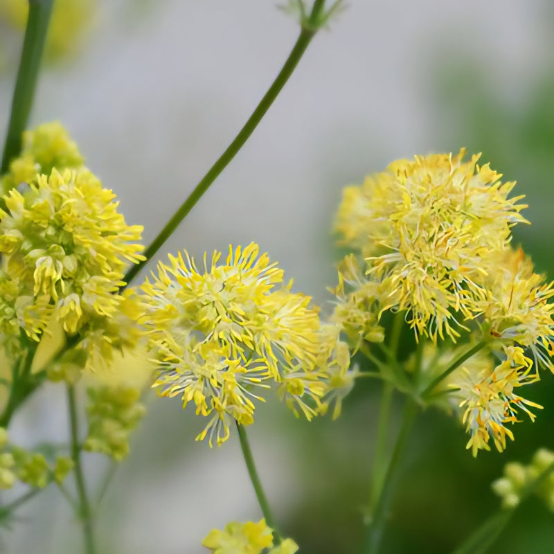 Thalictrum Flav Glaucum