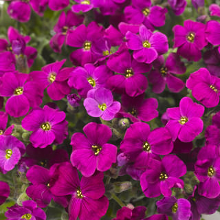Aubrieta 'Magenta'