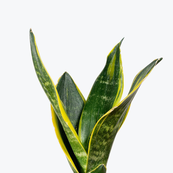 sansevieria trifasciata diamond flame Sansevieria