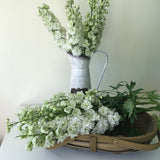 Delphinium Green Twist