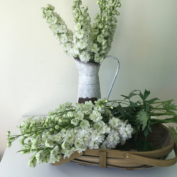 Delphinium Green Twist